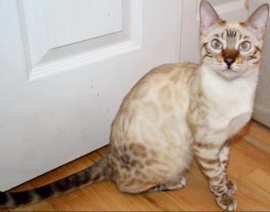 white snow bengal cat