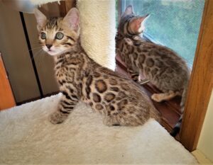 Silver & Brown Bengal Cats for Sale, Breeders in Texas from  Bengals